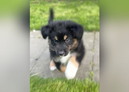 Diese süßen Australian Shepherd Fellnasen