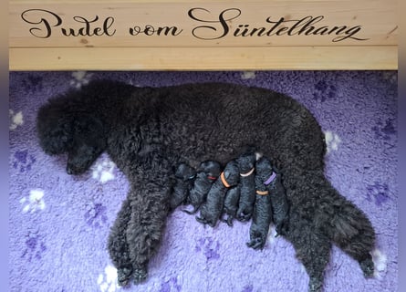 Großpudelwelpen " vom Süntelhang " abzugeben . geboren am 10.07.2025