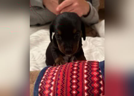 Zuckersüße Jack Russel- Dackel Welpen in liebevolle Hände abzugeben !
