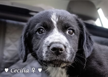 Cecilia, Cindy und Carla suchen ab Mitte Juli ein Zuhause