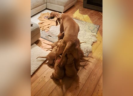 Magyar Vizsla Welpen suchen ab Mitte März ein neues liebevolles Zuhause