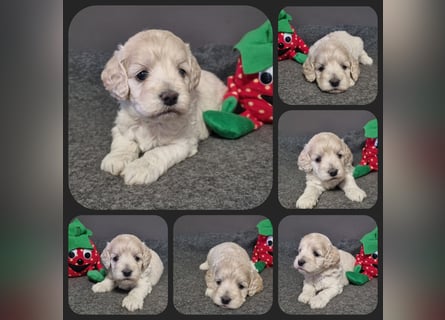 Cockapoo ! Bezaubernde Welpen aus langjähriger, bewährter u. überprüfter Haus/Familienaufzucht.