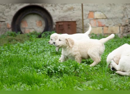 Goldenretriever Welpen