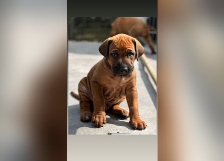 Rhodesian Ridgeback Welpen