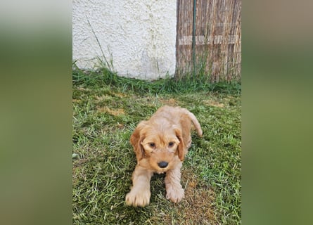 Cockapoo Welpen