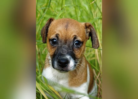 Jack Russell Terrier Welpe (Rüde) abzugeben!