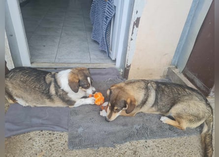 Dackelchen Mia und Emmi wollen nicht getrennt werden