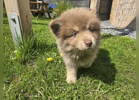 Zauberhafte Pomsky Welpen suchen ihr neues Zuhause! (ab 22.05.2025)