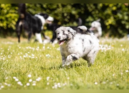 Süße Border Collie -Mudi mix Welpen