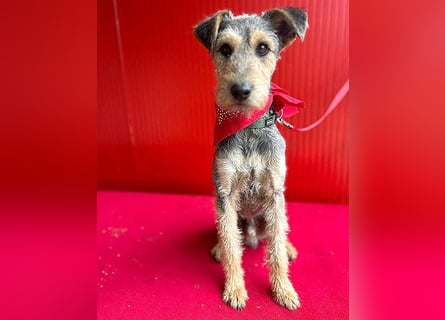 ❤️ superlieber PINO - 1 Jahr, 40cm/9kg - Foxterrier-Mischling