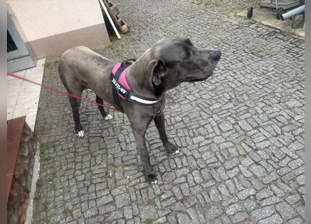 Deutsche Dogge