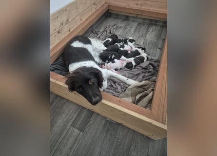 Kleine Münsterländer Welpen