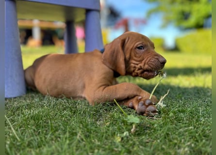 Mayar Vizsla Welpen