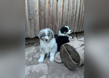 Australian Shepherd Welpen