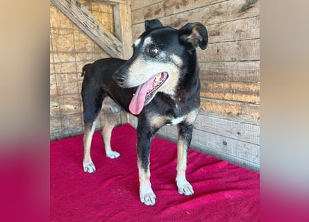 JANOSCH - traurige Geschichte - 13 Jahre, 45cm/15kg - Mischling