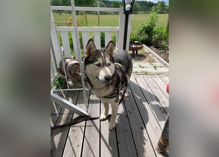 Husky aus gesundheitlichen Gründen schweren Herzen Abzug