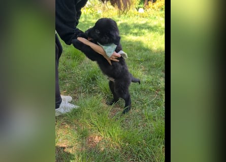 Auszug..Aussiedor F1 Familien und Therapiehund Labrador x Australien Shepherd
