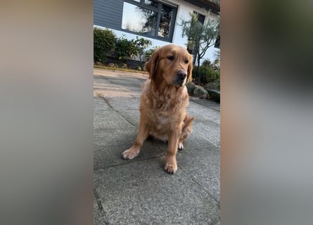 Golden Retriever dark reinrassig