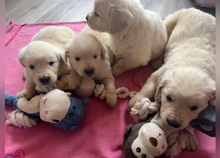 Golden Retriever Welpen abzugeben