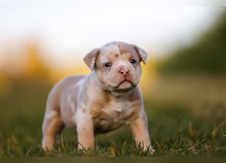 Unglaublich schöne American Bully Welpen!