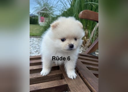 Süße Pomeranian Zwerkspitz Welpen 