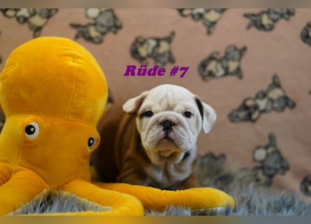 Wunderschöne & Freiatmende Englische Bulldogge Babys