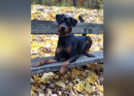 Miro - Deutscher Pinscher Rüde, 7 Jahre