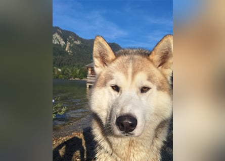 Alaskan Malamute oder Husky(?) sucht liebevolles und aktives Zuhause