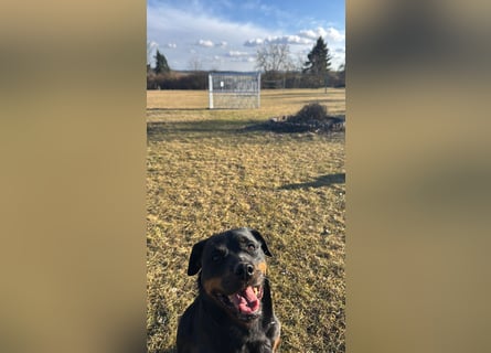 Katniss Rottweiler 8 Jahre alt