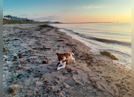 Jack Russel Terrier