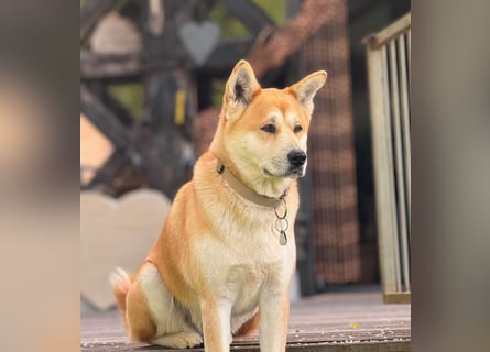 Zuckersüße Labrakita Welpen suchen ihr neues Zuhause!