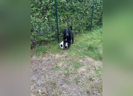 Aussiedoodle Welpe Bella * weiblich * 13 Wochen * gechipt, geimpft, entwurmt