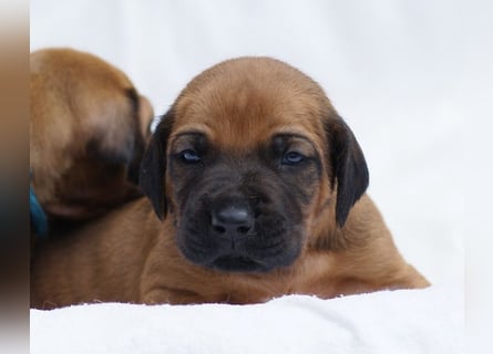 wunderschöne Rhodesian Ridgeback Welpen ! ! ! absolut vitale und einwandfreie kleine Engel
