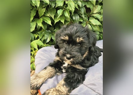 " wir dürfen ausziehen " bezaubernde Tibet Terrier Welpen aus liebervoller Zucht..