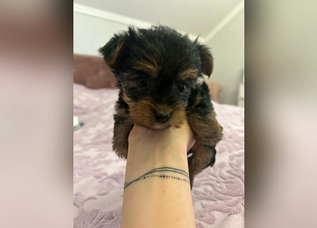 Reinrassige, bezaubernd schöne Yorkshire Terrier Welpen zu verkaufen