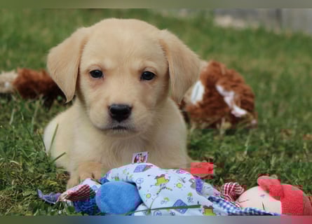 Labrador Welpen reinrassig mit Ahnentafel dürfen ab dem 25.08.25 ins neue Heim
