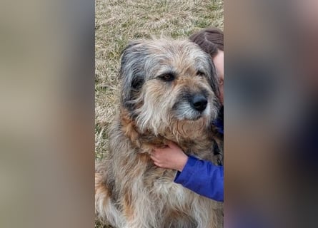 Briard Mischling abzugeben