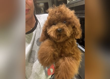Pudel sehr kleine Pudel Asiatische Linie  Schosshund