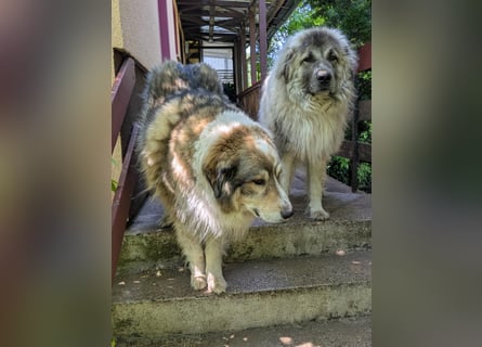 Max – Jung, klug, loyal