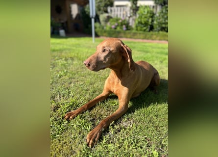 Magyar Vizsla Welpen
