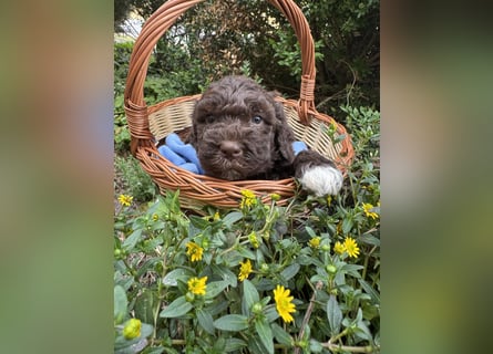 Lagotto Romagnolo / Wasserhund/ Trüffel Suchhund