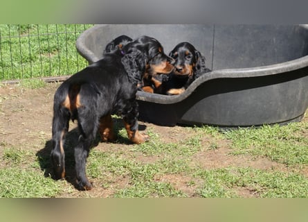 Verschmuste Gordon Setter aus familiärer Liebhaberzucht zu vermitteln