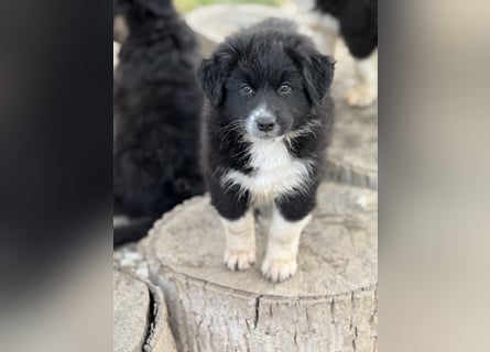 Australian Shepherd Welpen in  Black Bi