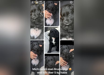 Labradoodle