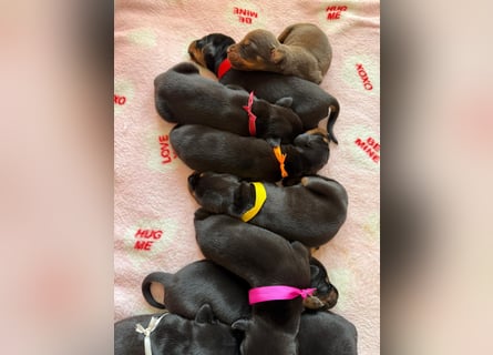 Dobermann Welpen Bohemia Gotika