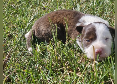 Border Collie Welpen