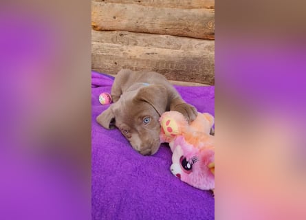 Labrador Aussiedor Welpen,Abgabebereit, aus liebevoller Zucht