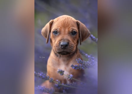 Rhodesian Ridgeback Welpen mit FCI-Ahnentafel