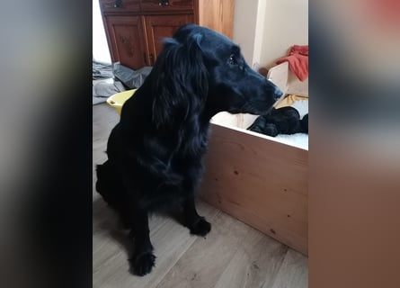 C - Wurf Flat Coated Retriever 2025