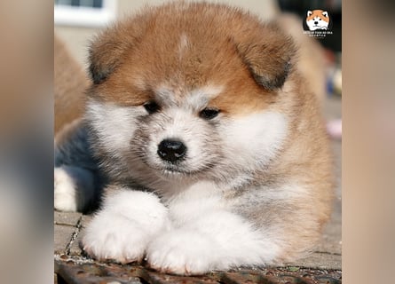 * Akita Inu - Japanische Akita langhaar Welpen, FCI registriert *